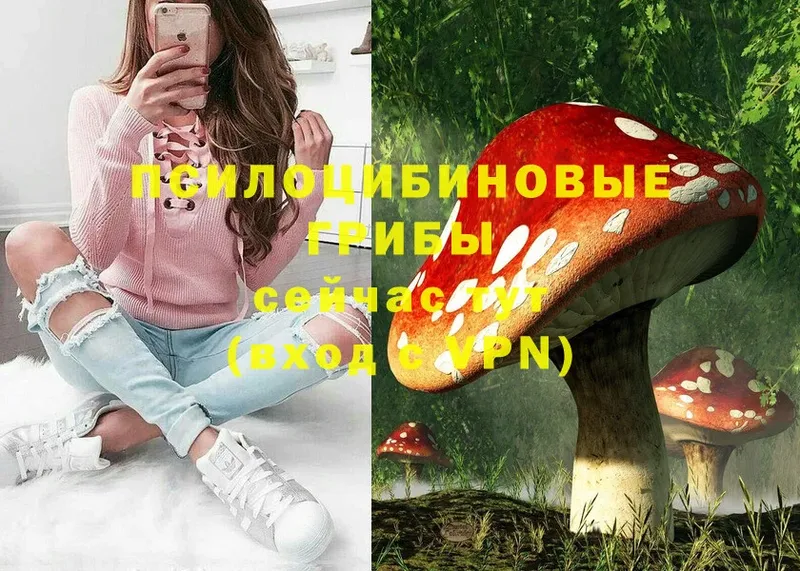 Псилоцибиновые грибы Psilocybine cubensis  Приволжск 